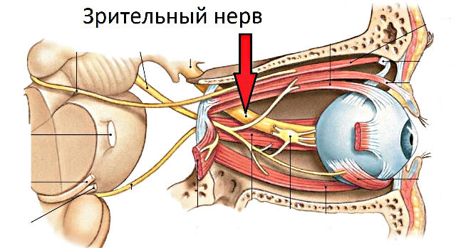 ЧАЗН - частичная атрофия зрительного нерва глаза