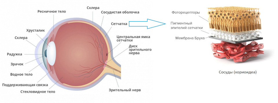Анатомия глаза и сетчатки